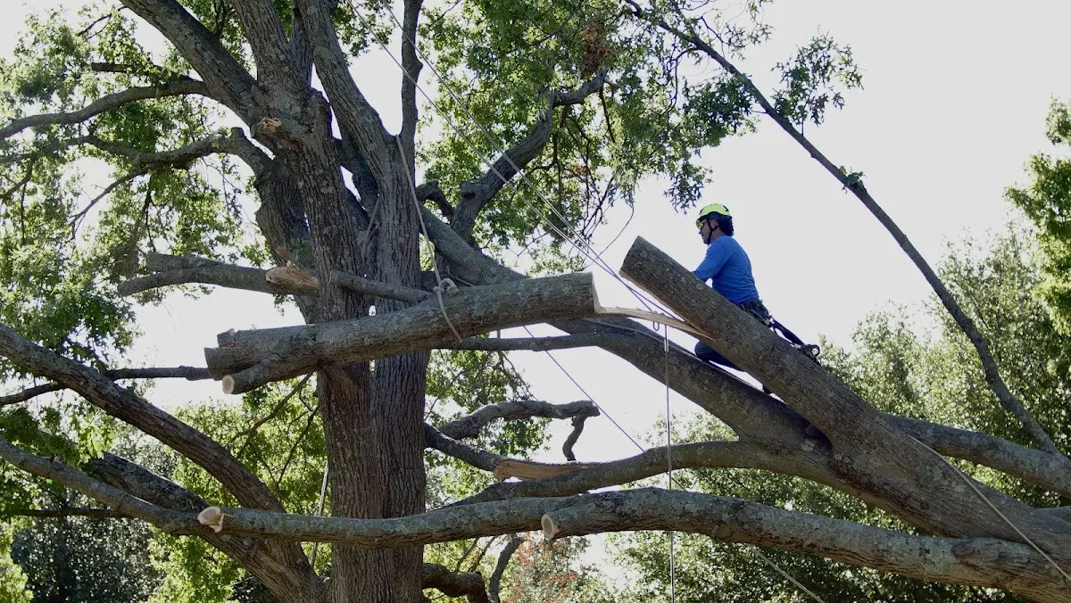 Professional Crown Thinning performed by certified arborists in Pomfret